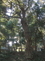 八菅神社はいたる所に古木が有る。