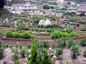 町田ダリア園