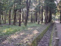 n񂪂px