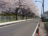 JR相模線横の桜並木